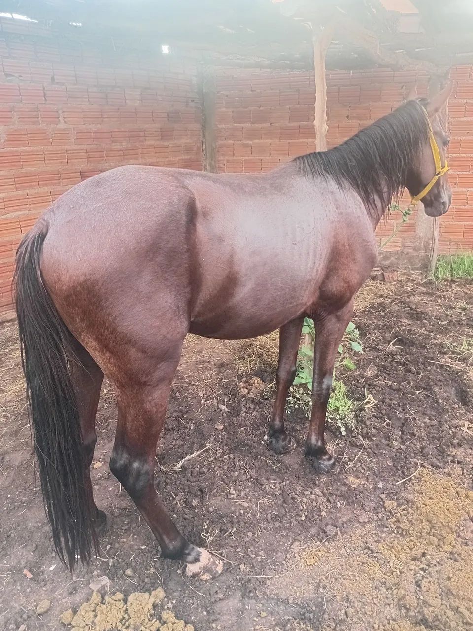 Cavalo pra venda ou troca  - Foto 2