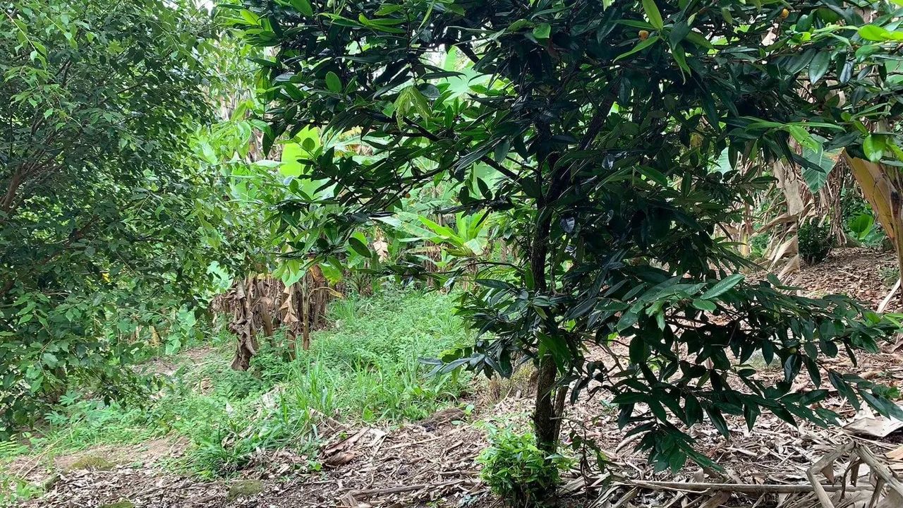Belíssimo Sítio em Bicuda Grande - Macaé/RJ - Foto 4