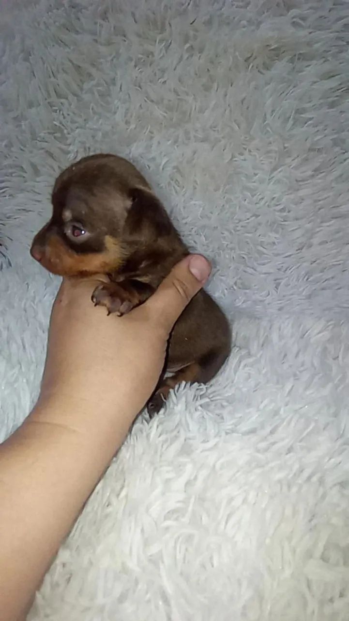 Pinscher zerinho macho( chocolate) - Foto 3