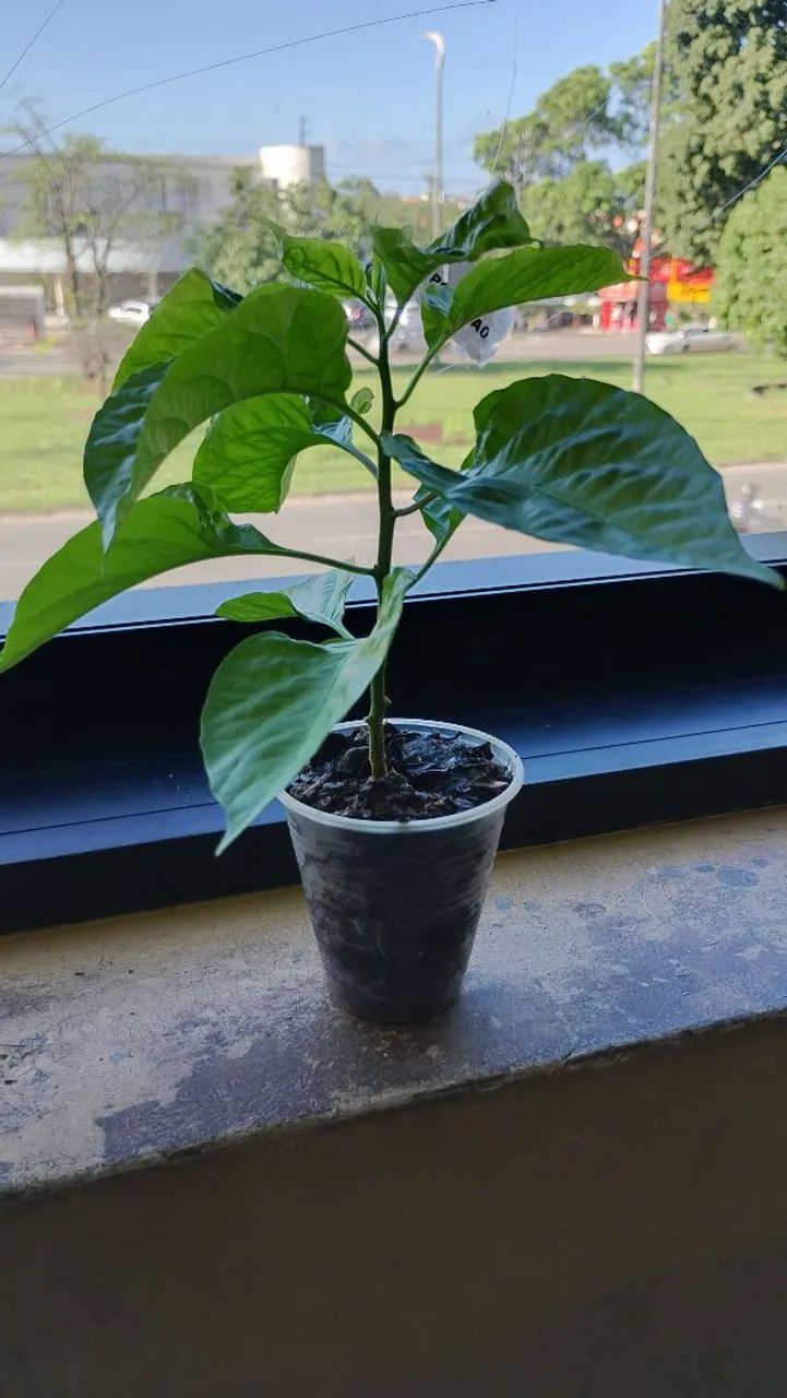 Muda de pimenta Carolina Reaper