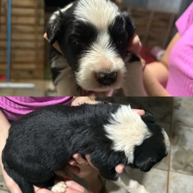 ? NINHADA DE BORDER COLLIE DISPONÍVEL ? - Foto 4