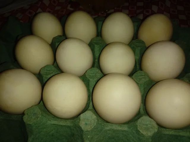 Ovos de patas / ZL - Foto 4