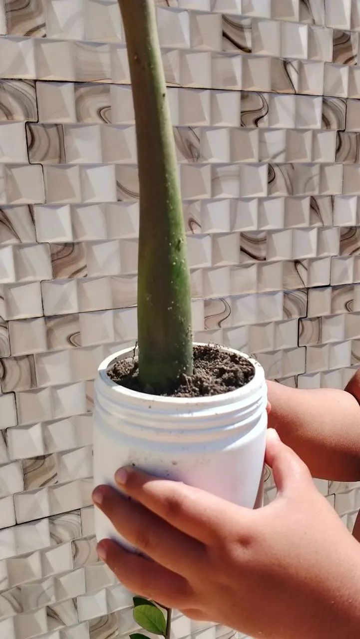 Zamioculca média em Pote - 1 Muda - Foto 2