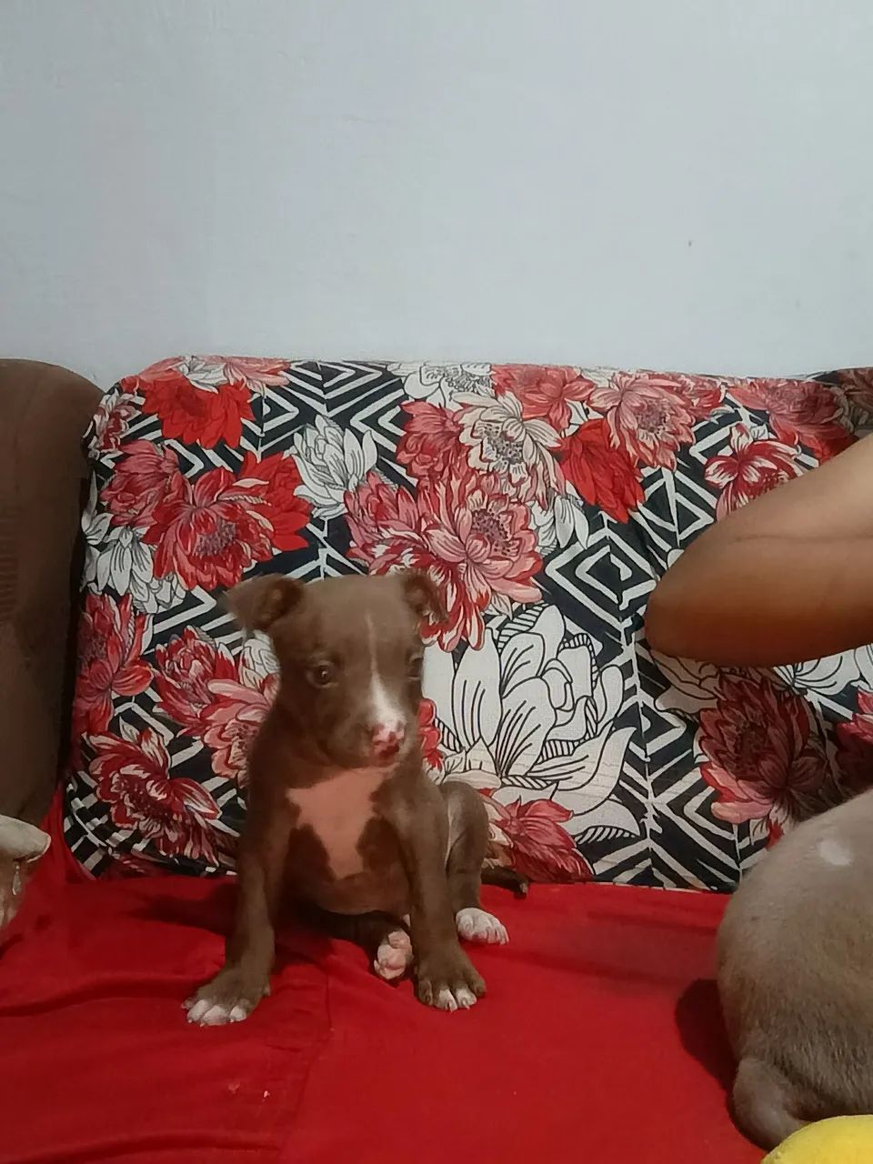 filhotes Pitbull  - Foto 2