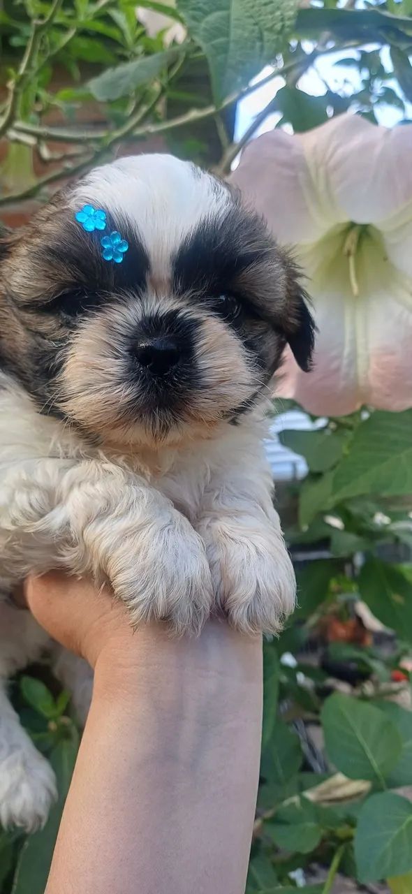 Shih Tzu  - Foto 3