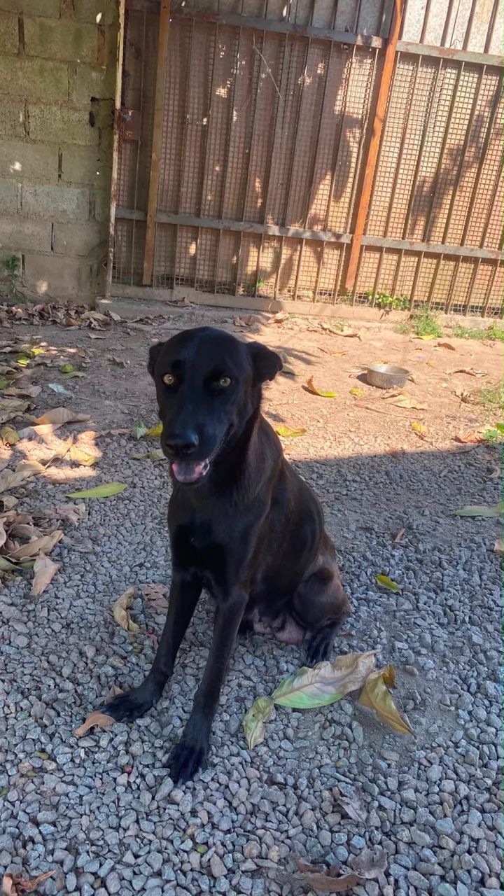 adoção responsável  - Foto 2