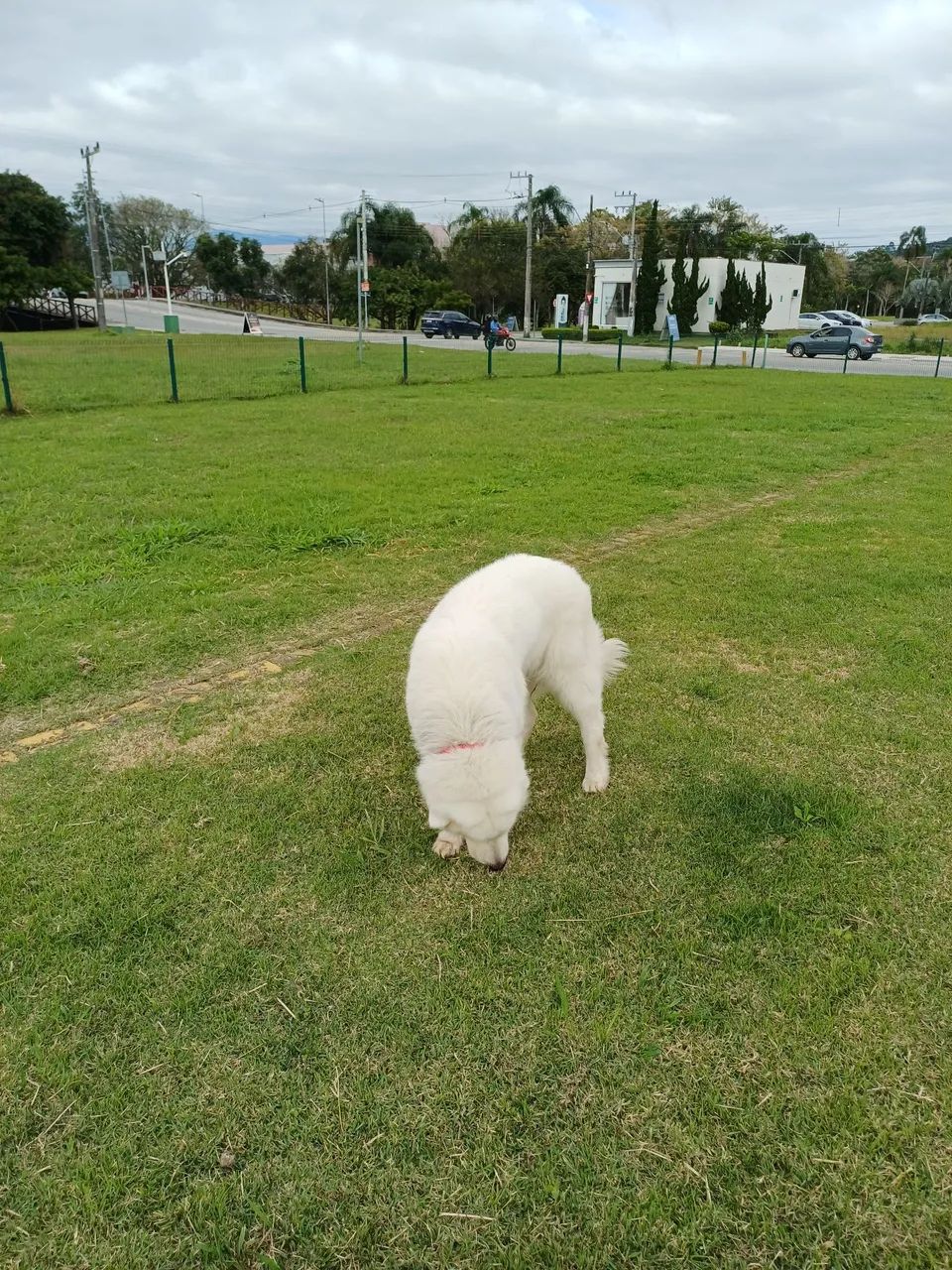 Cachorro Raça Maremano Abruzes.  - Foto 3