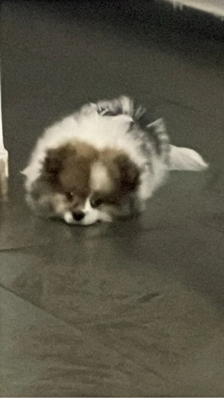 Spitz Alemão  - Foto 3