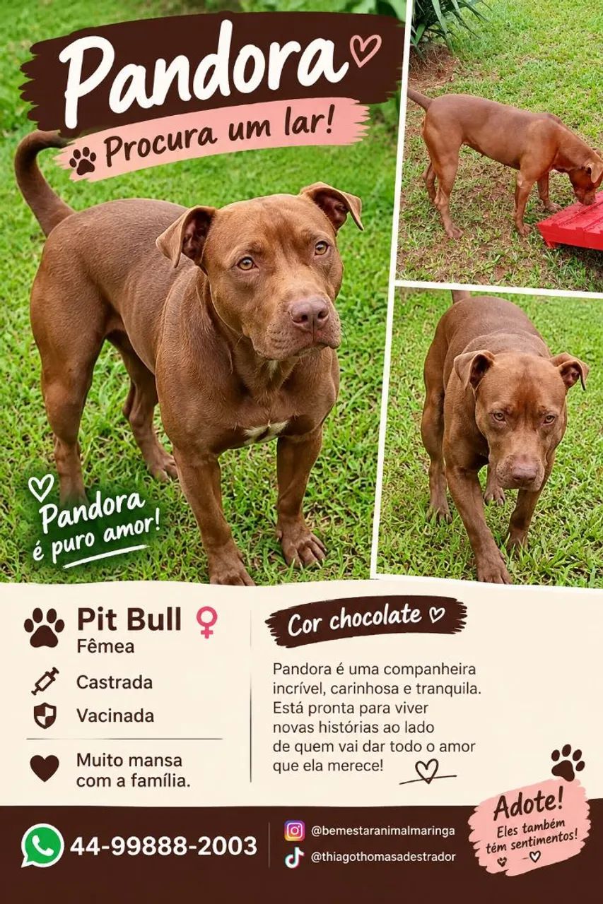 Pit Bull 1 ano castrada mansa 