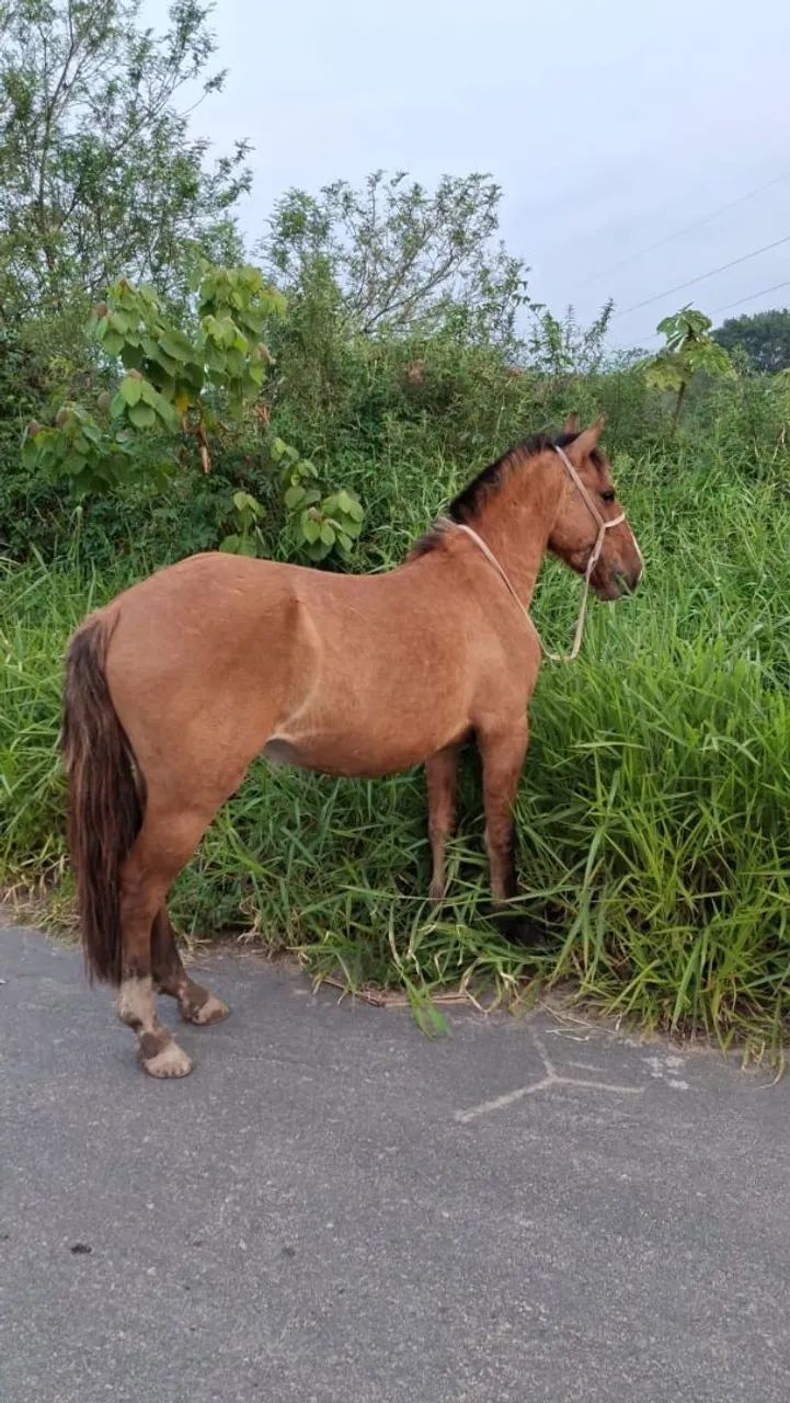 Cavalo crioulo - Foto 2