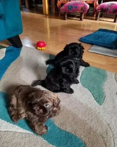 Filhotes de Shih Tzu - Companheiros Calmos e Afetuosos