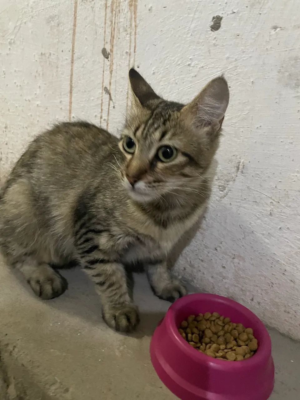 Gata/Gatinha/Gato/Gatinho adulto/adulta adoção