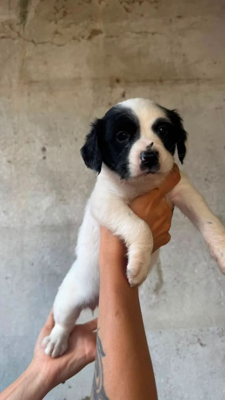 Cachorro  - Foto 3