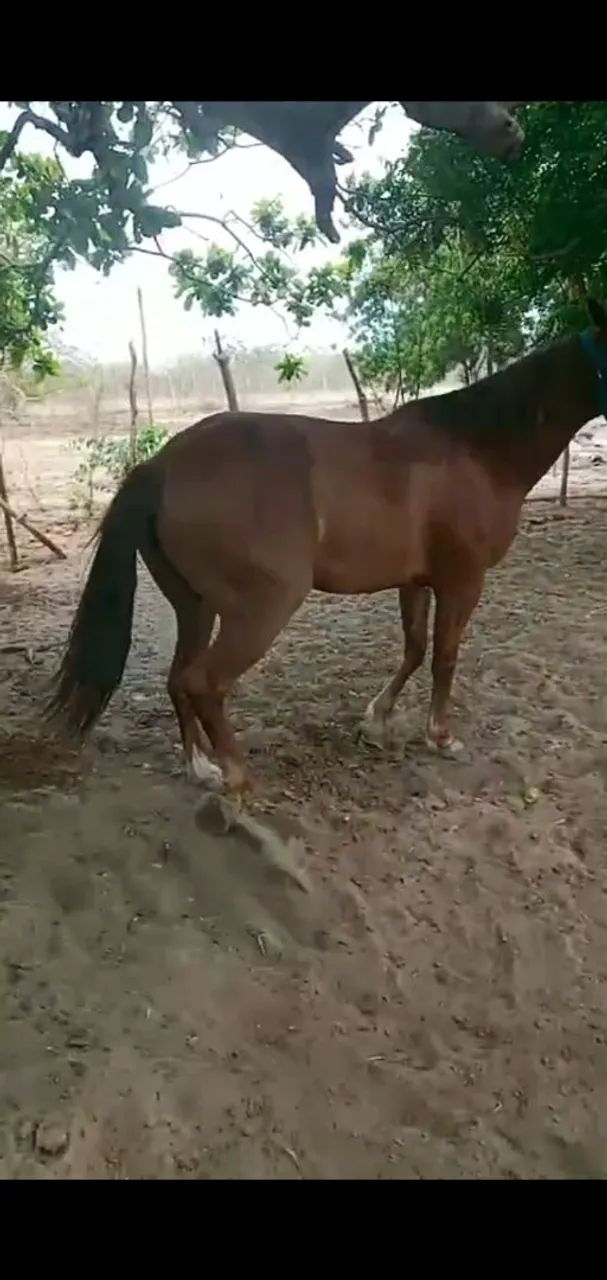 Vendo ou troco em gado, ovelhas,  porco. - Foto 2