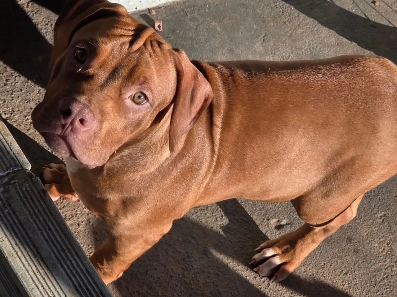 Pitbull Monster  - Foto 2