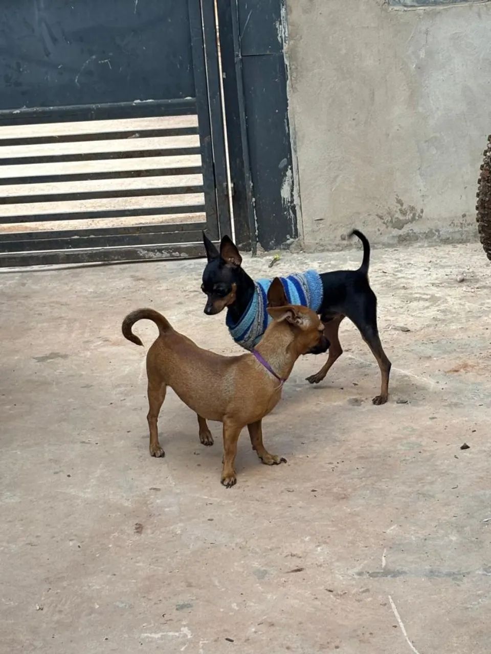 Pinscher macho - Foto 3