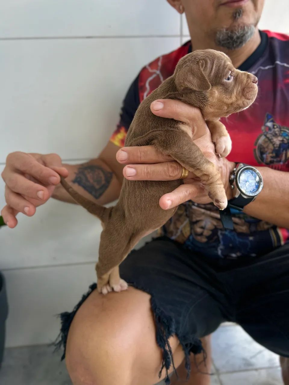 FILHOTE PITBULL MONSTER - Foto 2