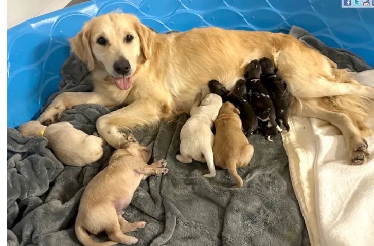 Golden retriver 