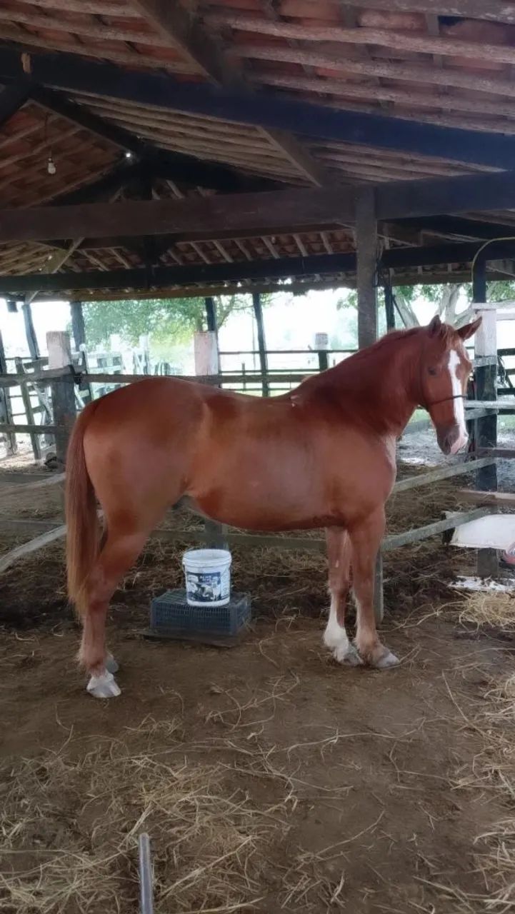 Cavalo 