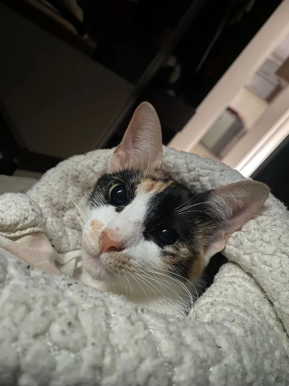 Doa-se gata 