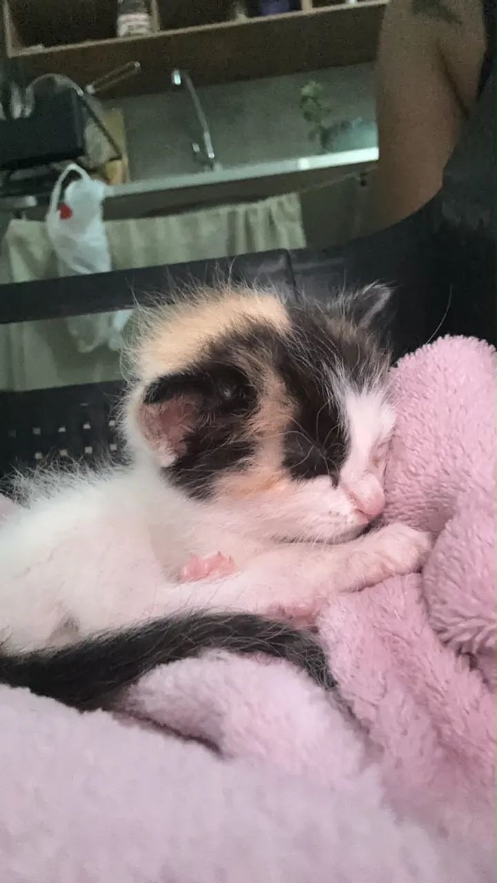 DOA-SE GATINHO BEBÊ  - Foto 4