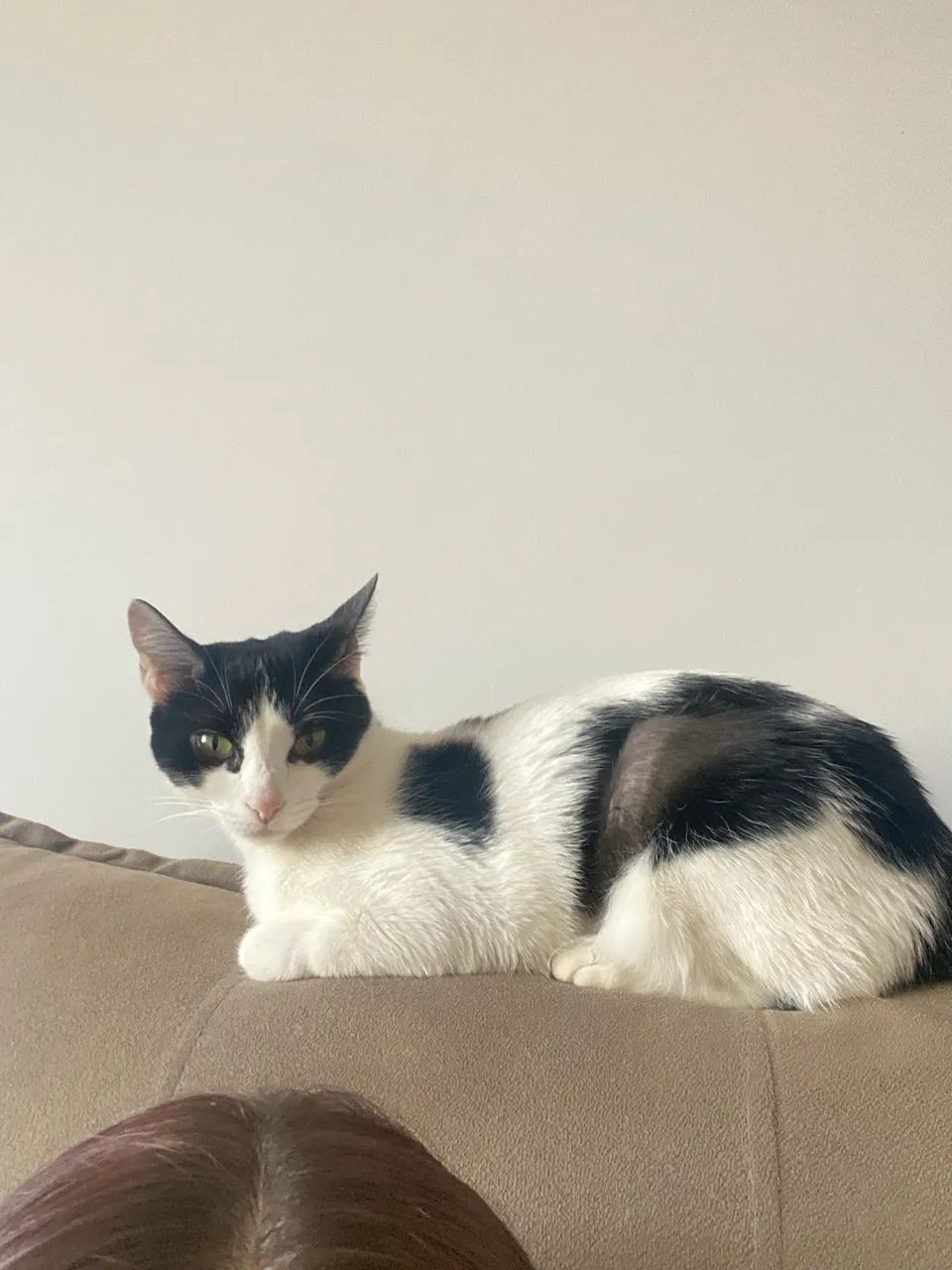 Adoção responsável 3 gatinhos  - Foto 5