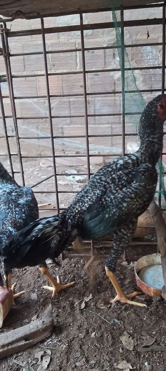 FRANGOS A VENDA  - Foto 2