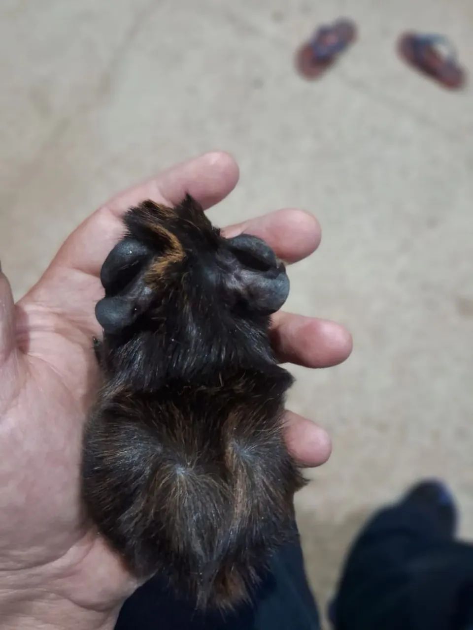 Porquinho da índia  - Foto 4