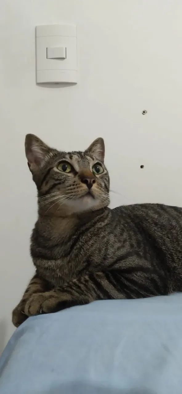 Gata tigrada para adoção 