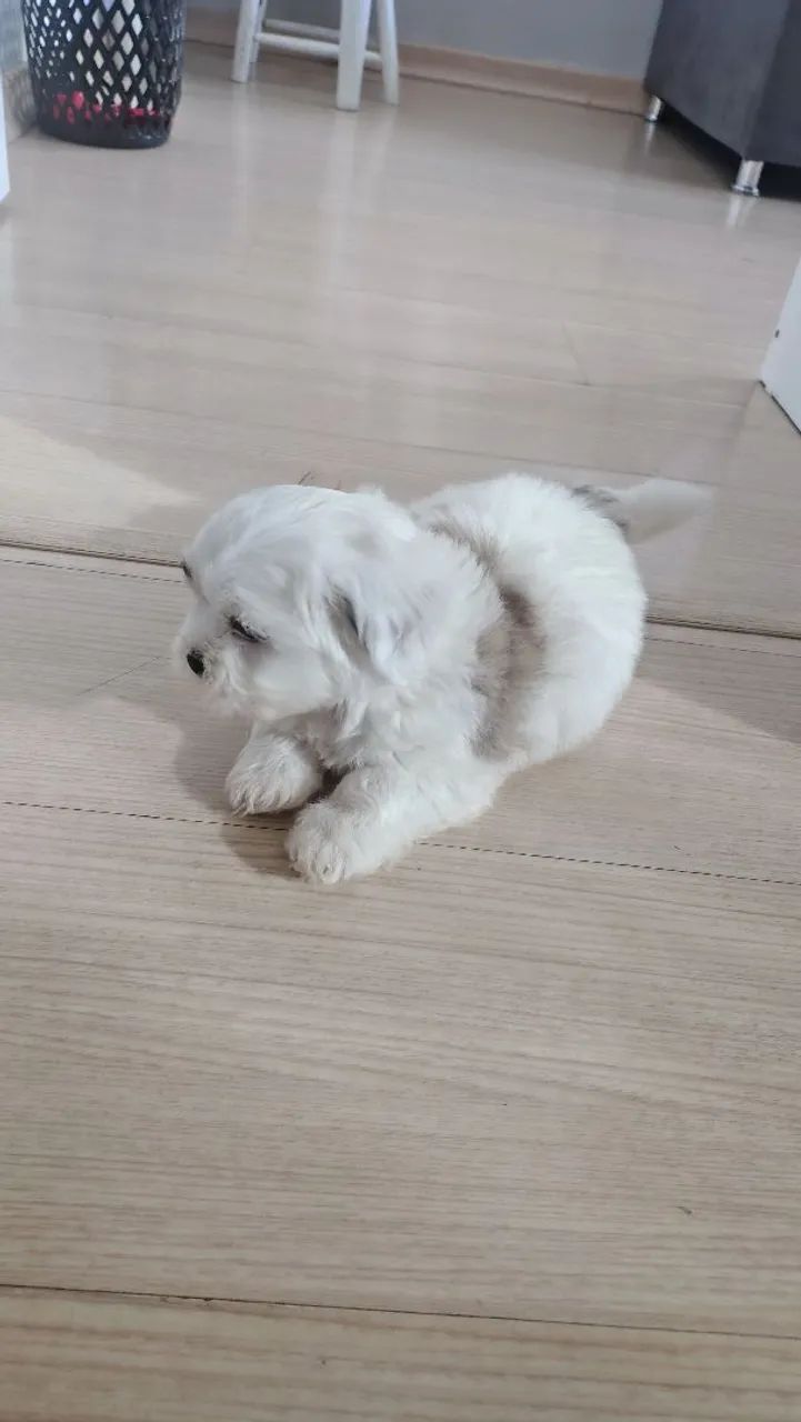 Cachorro raça shitzu - Foto 3