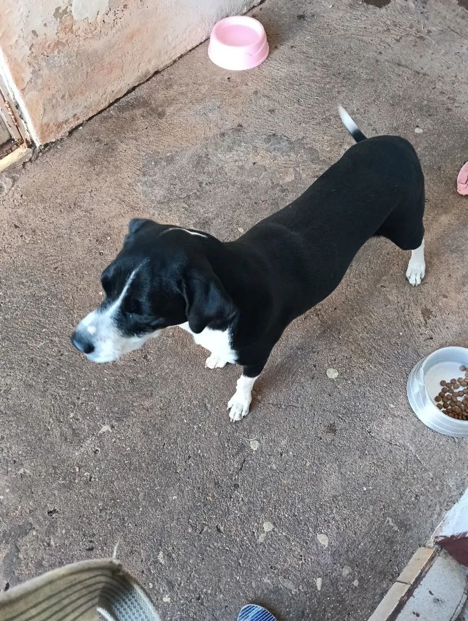 Cachorra mistiça - Foto 4