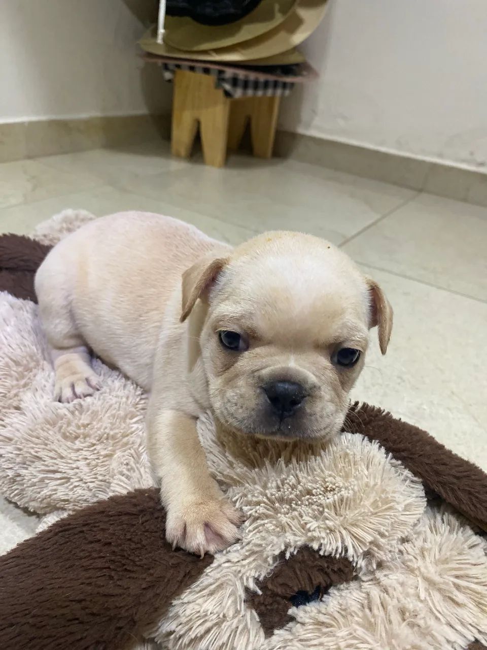 Filhotes de Buldogue Francês ? - Foto 3