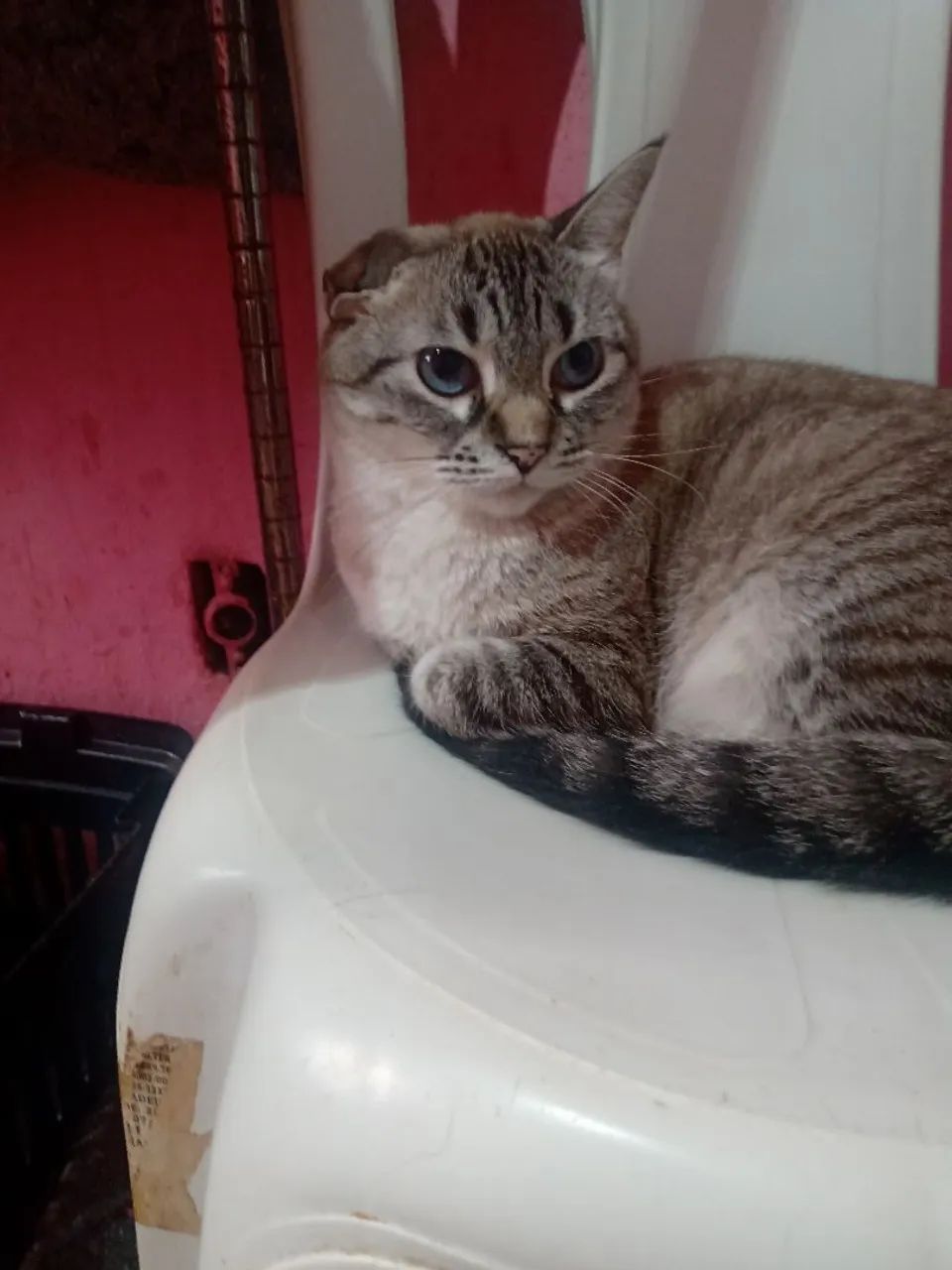 Marlene busca adoção - Foto 2