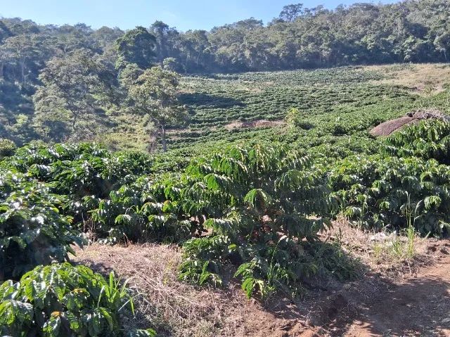 Vendo sítio de 13,87 hectares, aceito proposta - Foto 5