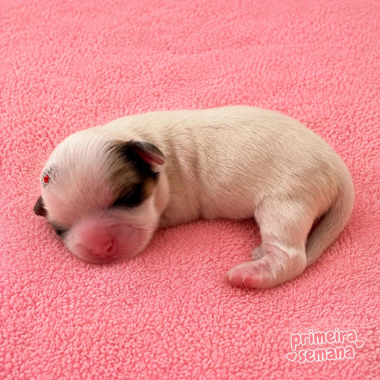 FÊMEA SHIHTZU BRANQUINHA  - Foto 4