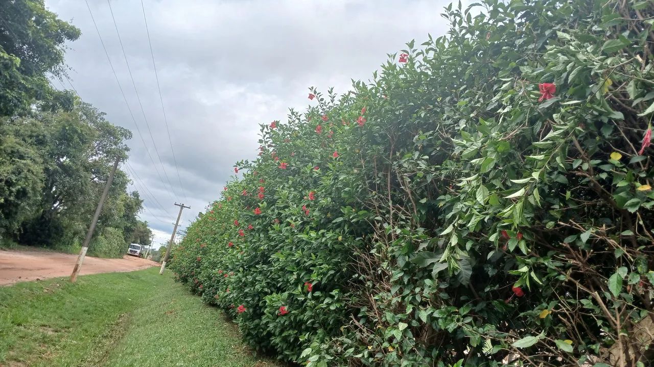 Serviço  de jardinagem - Foto 4