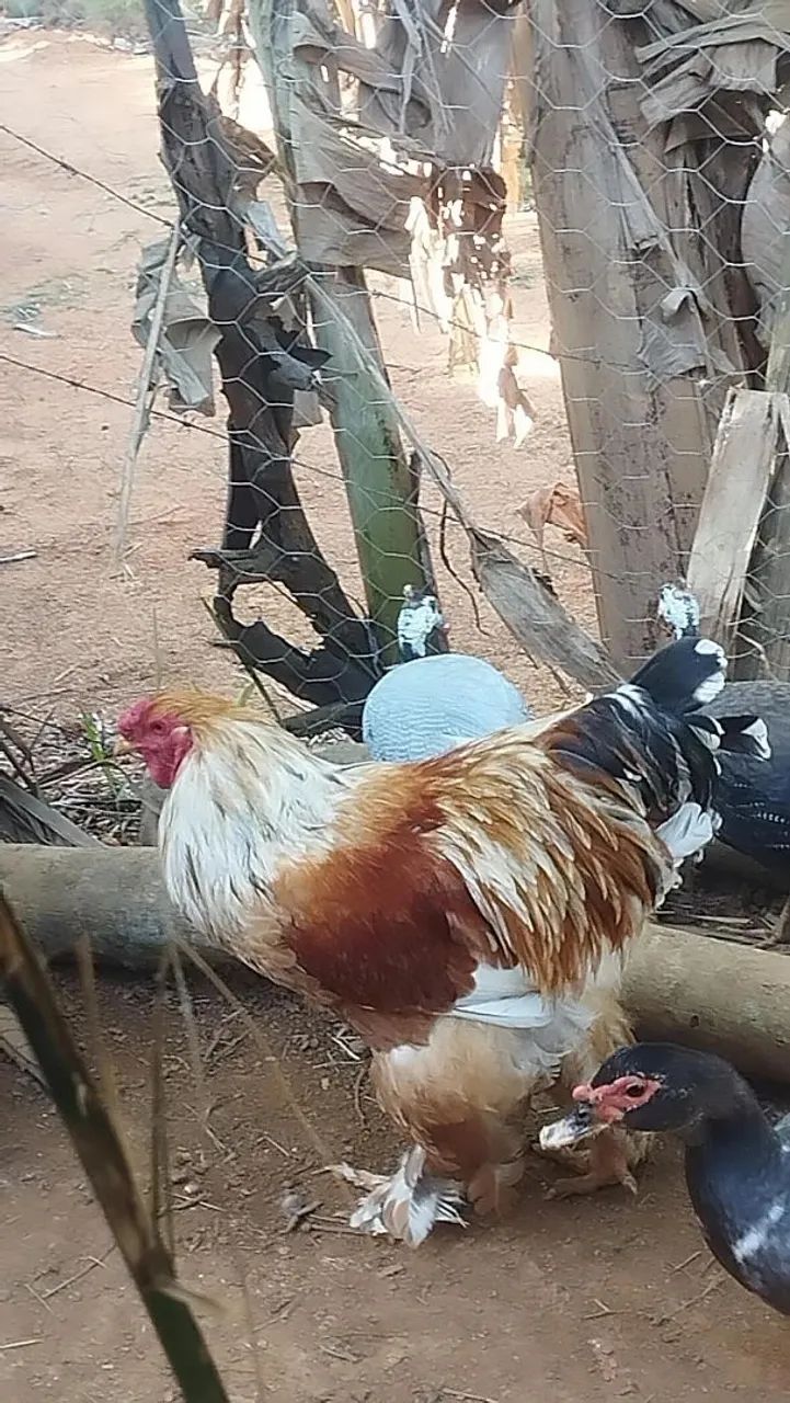 Galinha Brama - Foto 3