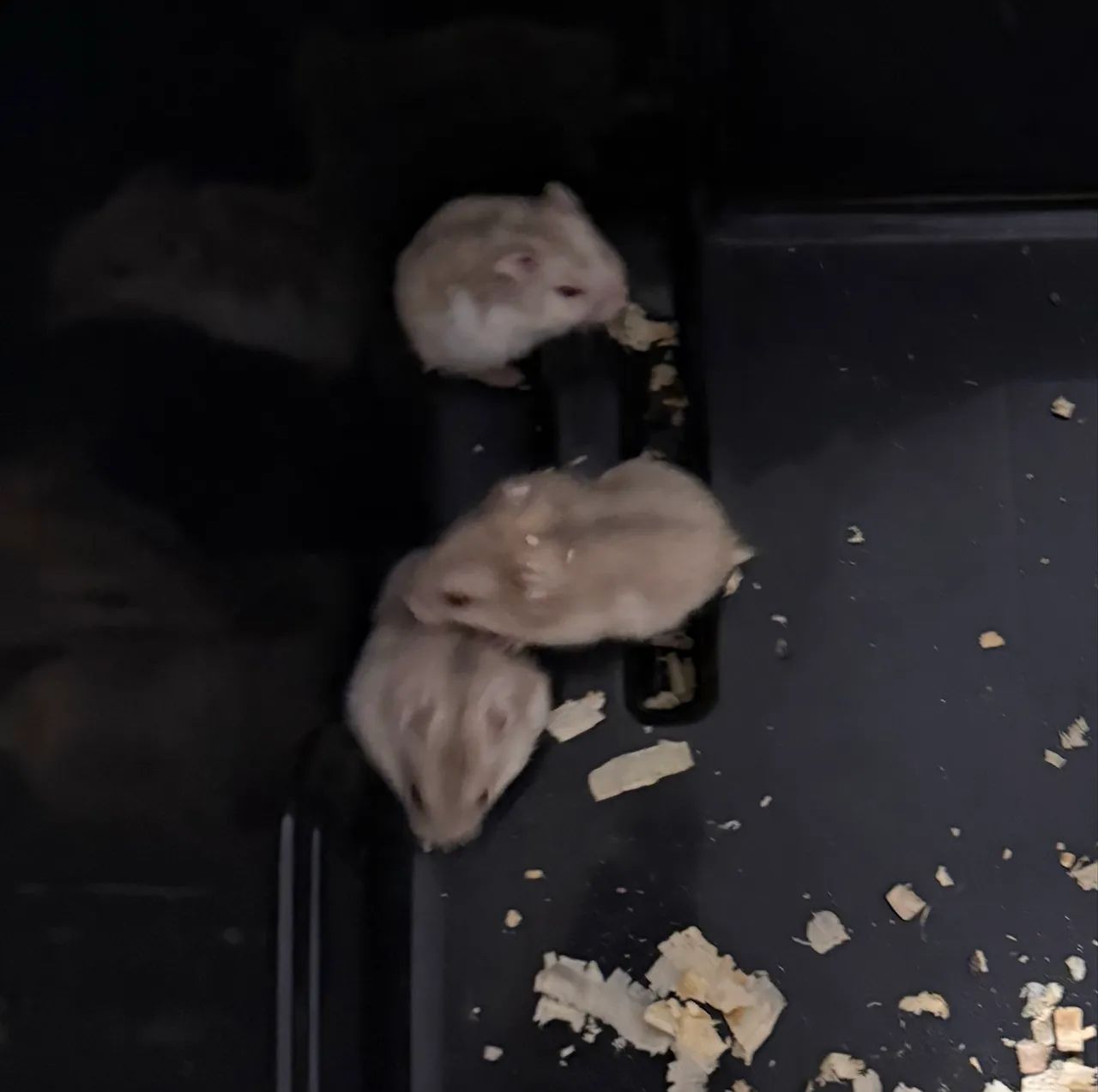 Filhotes Hamster Sírio 65203711332993122