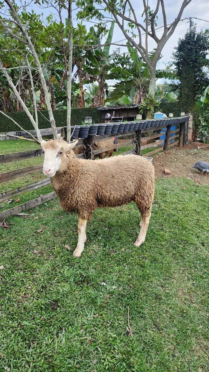 Carneiro (Ovelha Macho ) - Foto 2