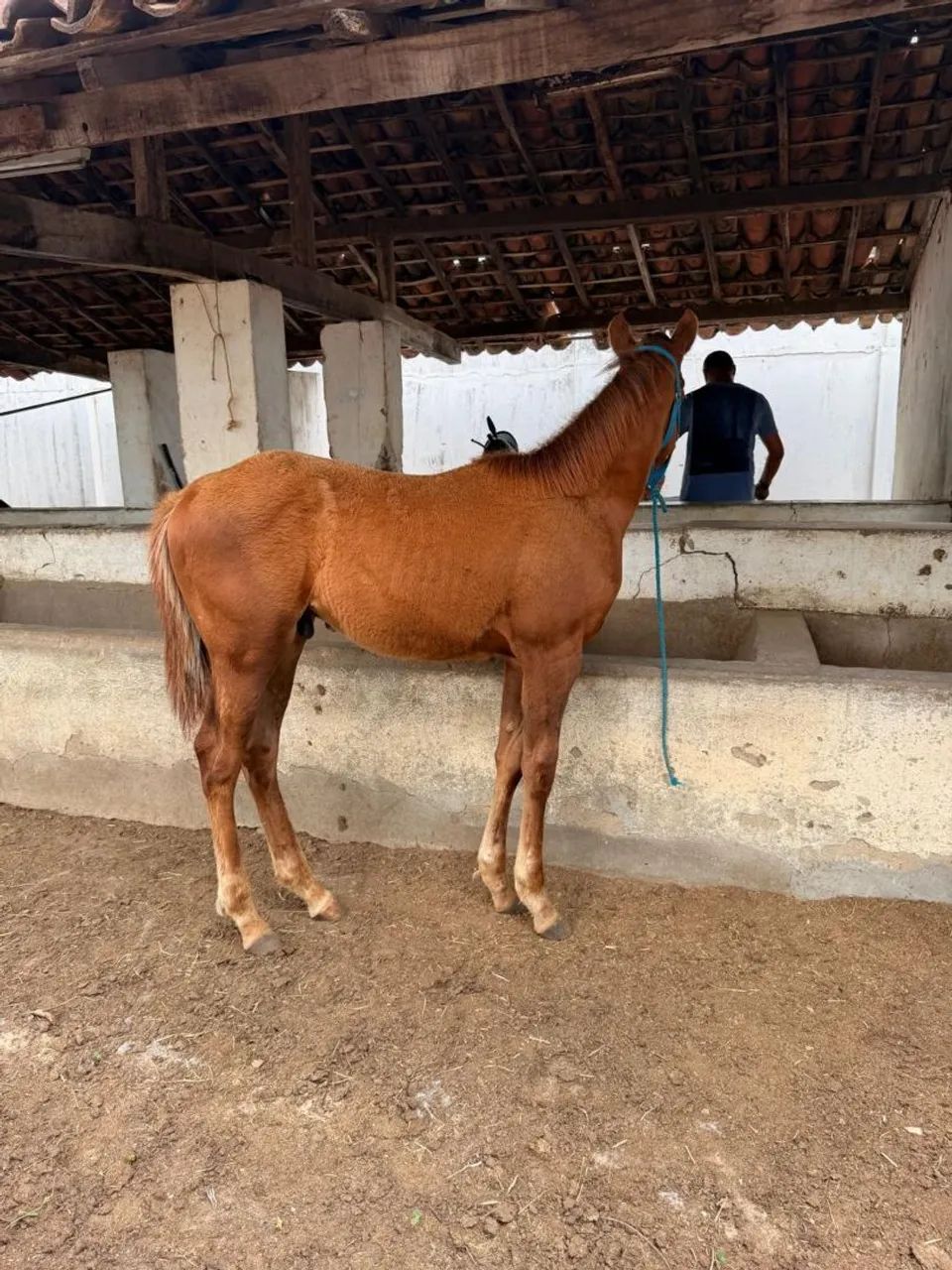 Potro Quarto de Milha  - Foto 4