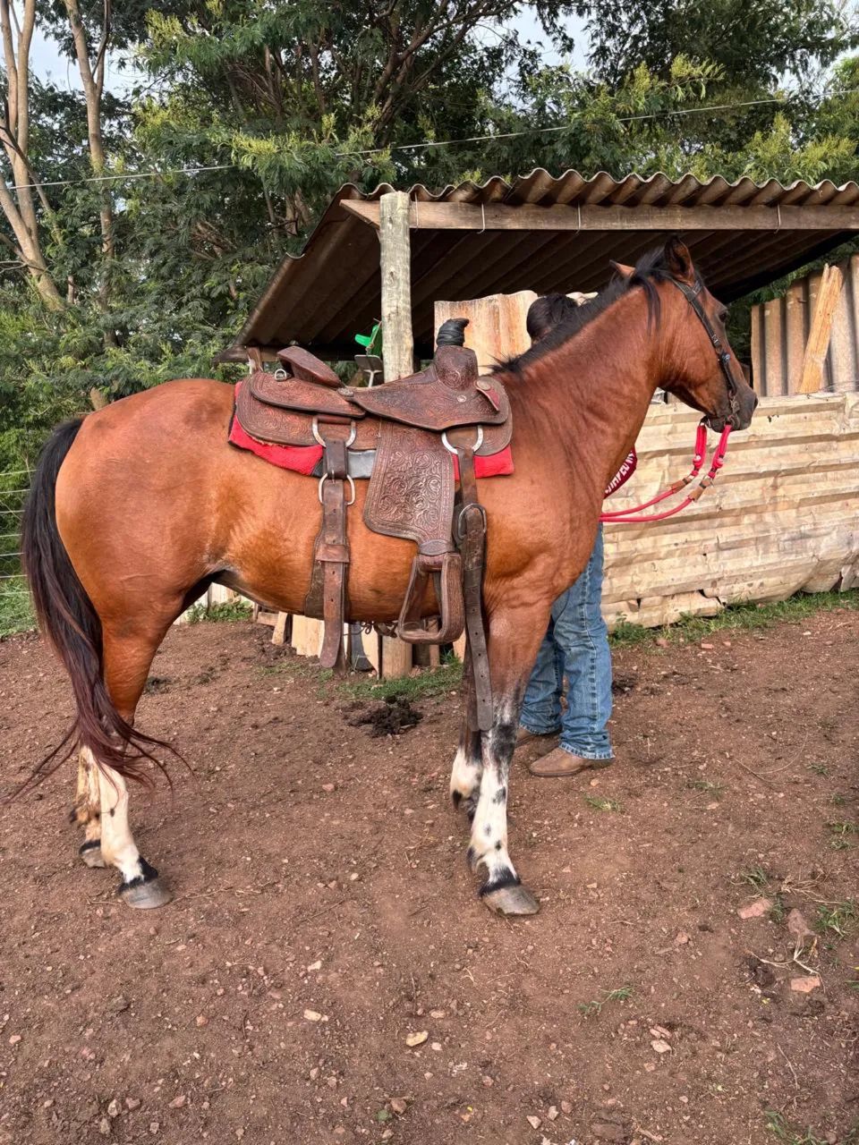Égua  - Foto 2