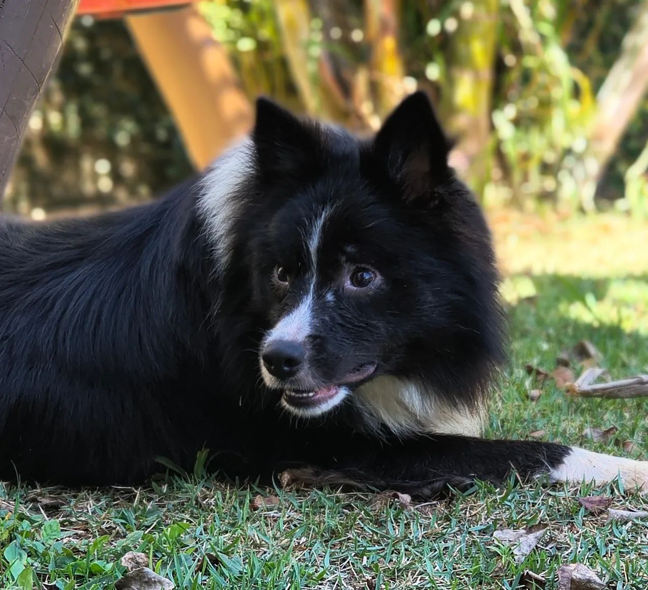 Lindo macho (pedigree CBKC) - Foto 2