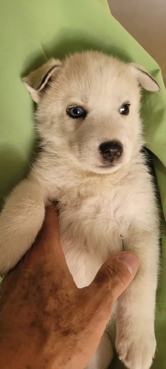 HUSKY SIBERIANO  - Foto 4
