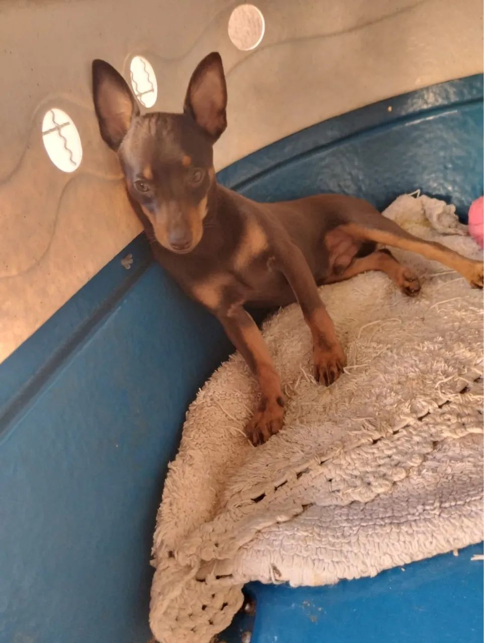 Filhote de Pinscher   - Foto 3