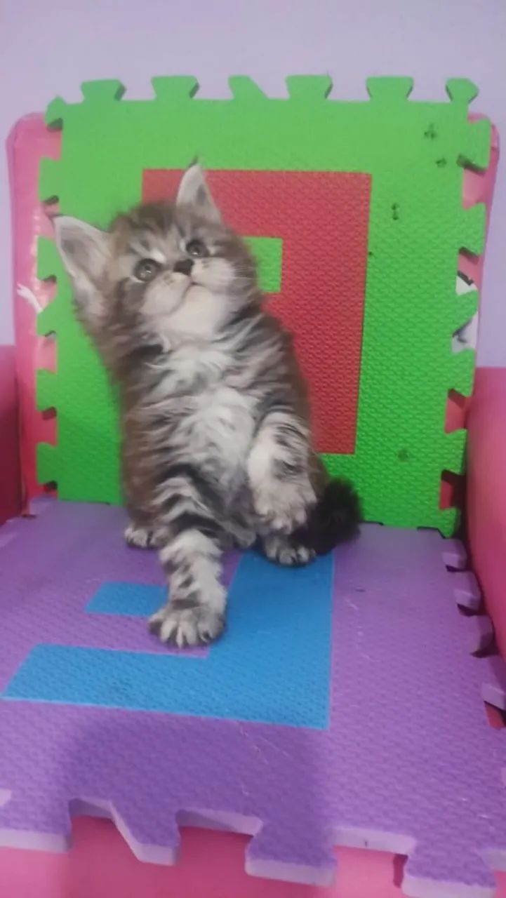 Gato Maine coon  - Foto 3