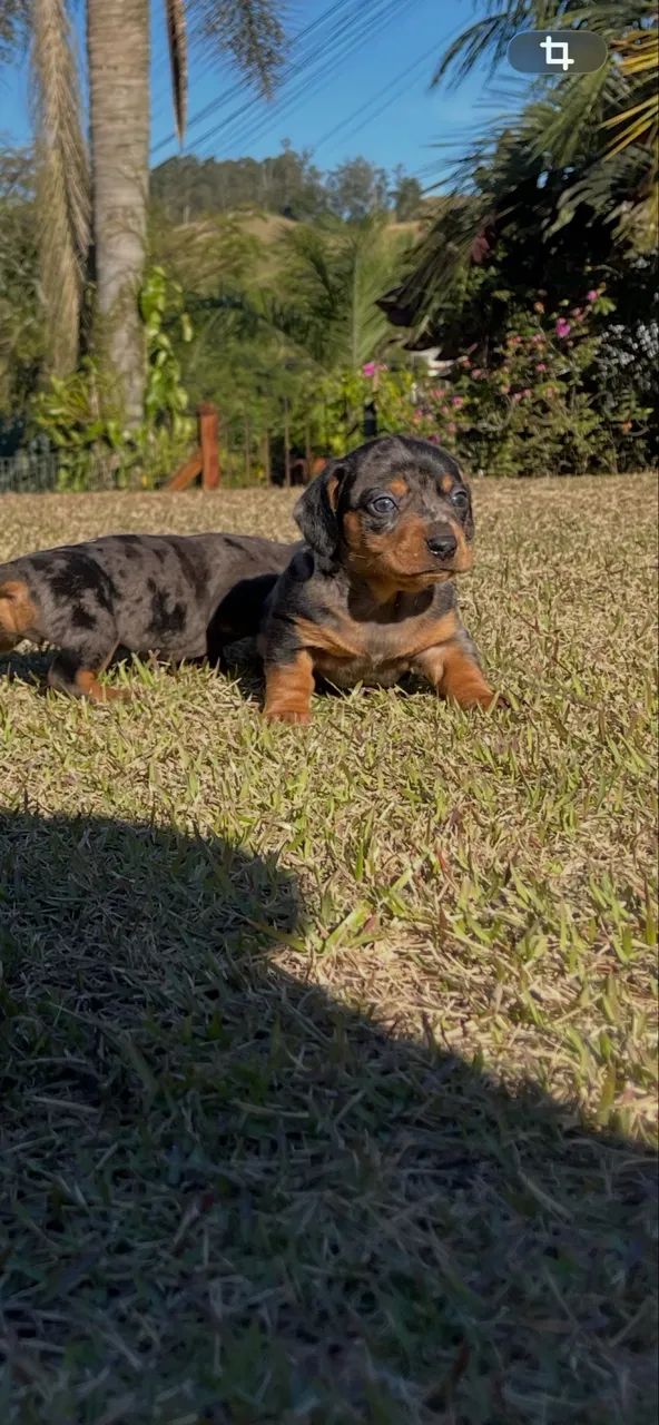 Filhotes de Salsischinha  - Foto 2