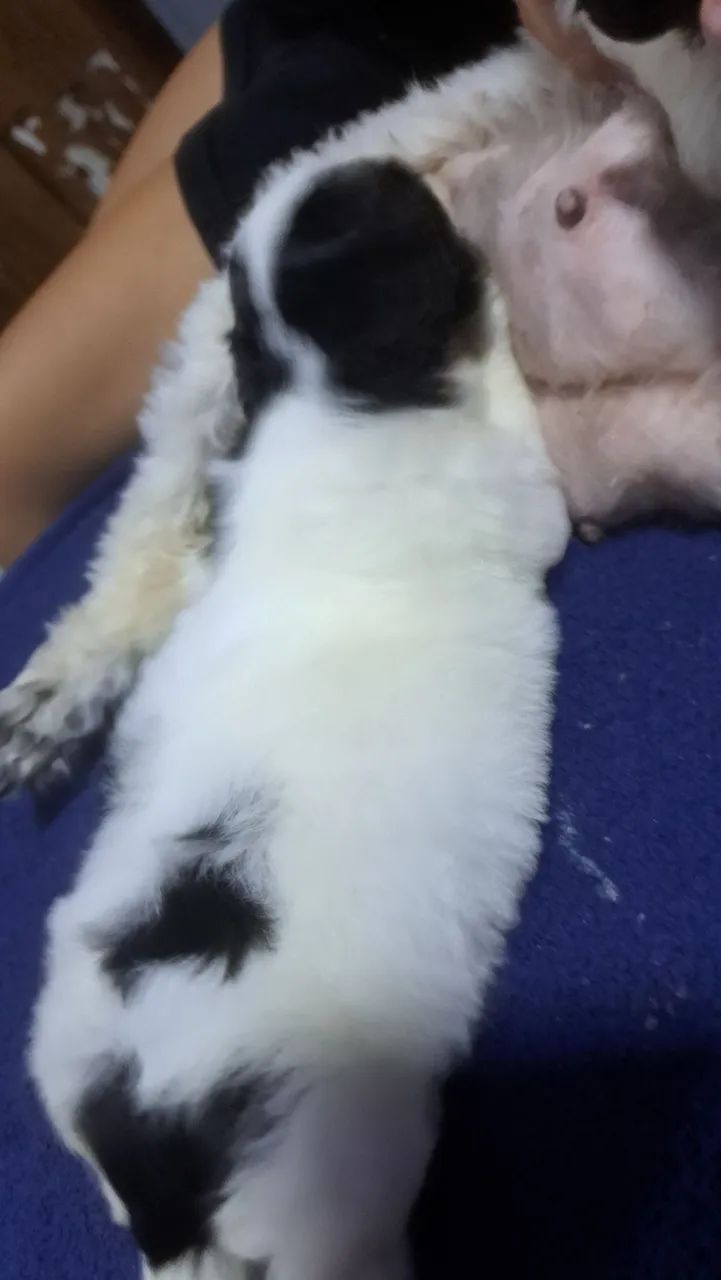 Vende se