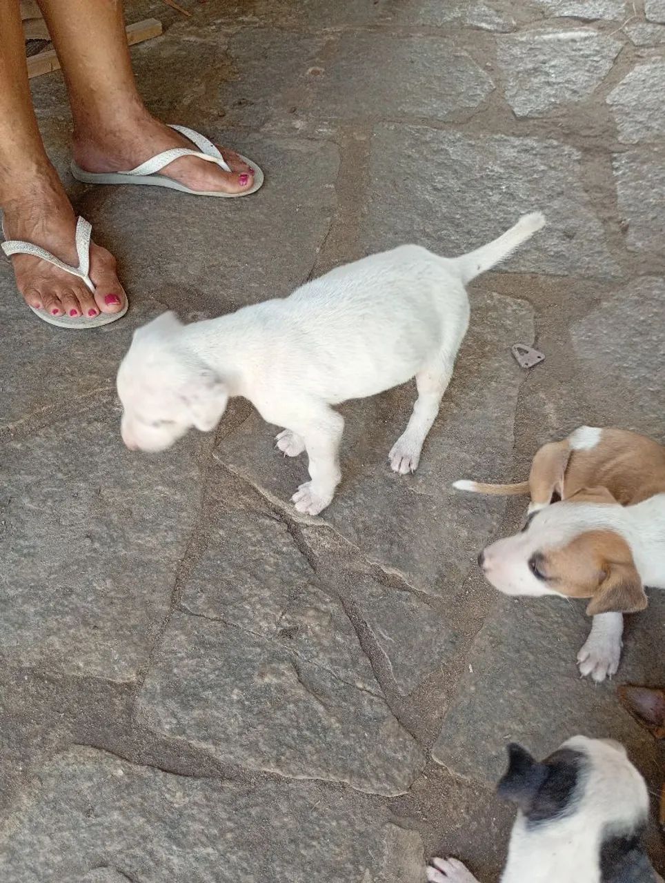 Doação de cachorro ZAP *