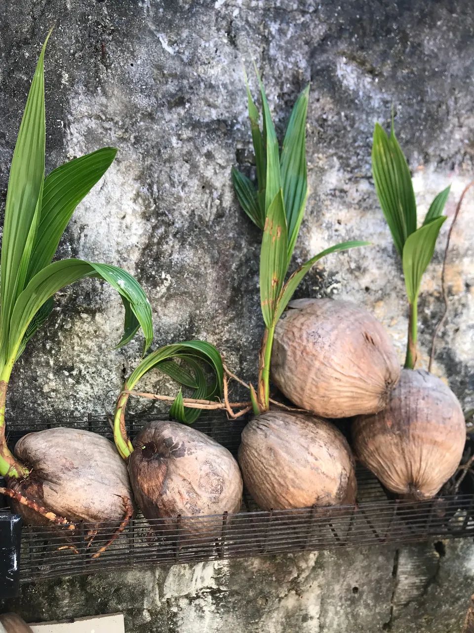 Mudas de coqueiros - Foto 2