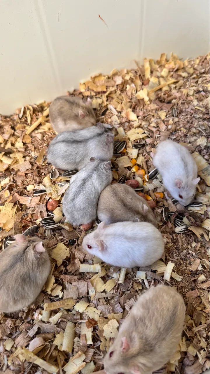 Hamster Russo  - Foto 3